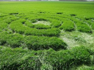 Gewascircels Hoeven NL Gewascircels Hoeven NL