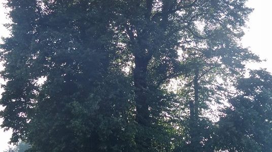 De Oude Linde Sambeek, Limburg, Nederland De Oude Linde Sambeek, Limburg, Nederland